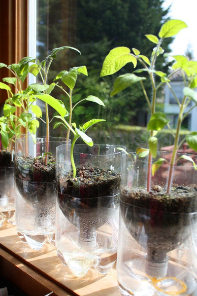 germinador 1