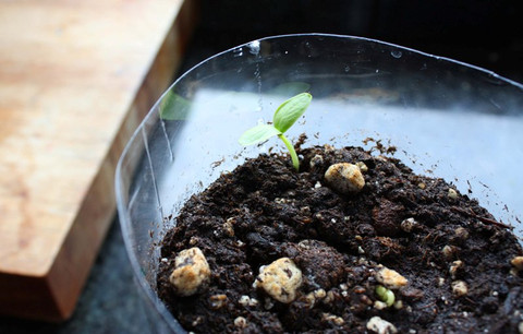 germinador_10