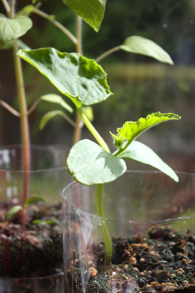 germinador_11