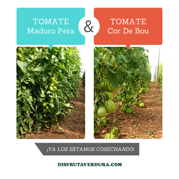 tomates-disfruta-verdura-600