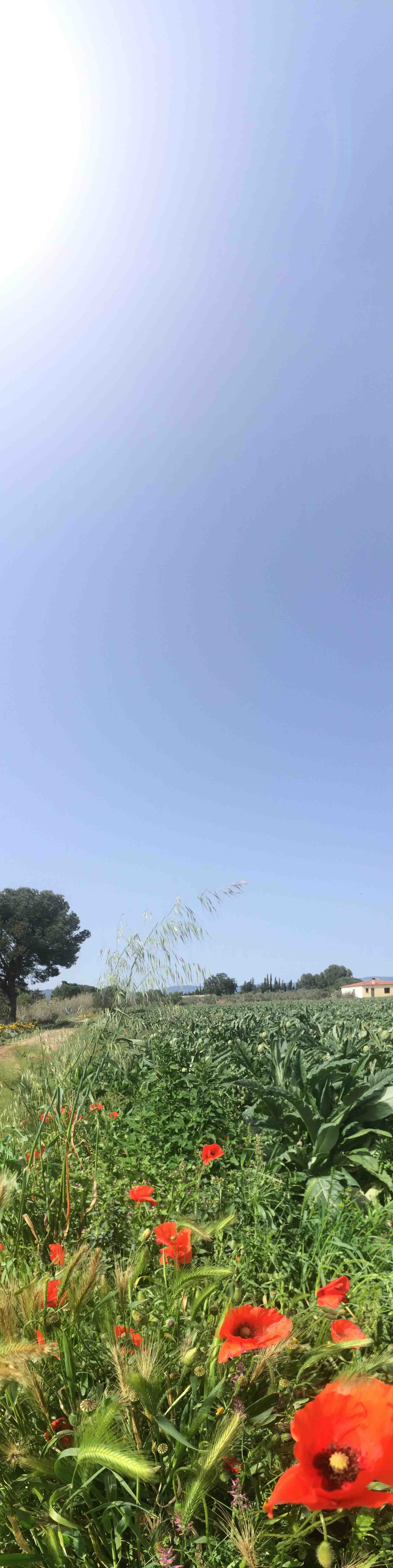 A la primavera no le pueden faltar las amapolas en mayo 1