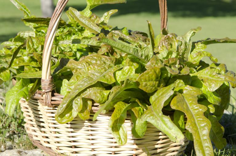 lechuga cola de golondrina
