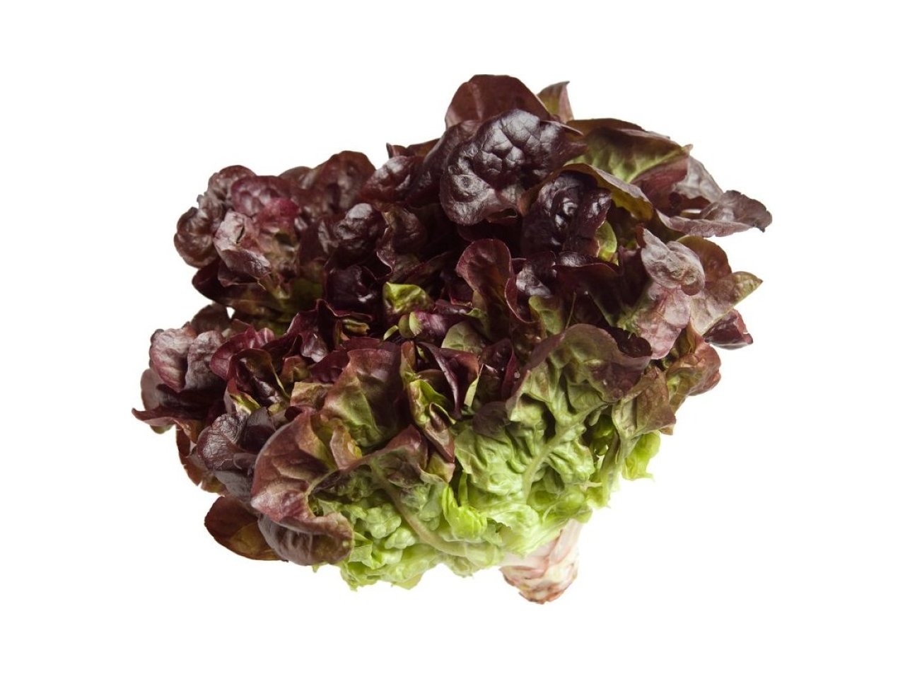 lechuga-hoja-de-roble-morada