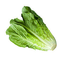 lechuga-romana