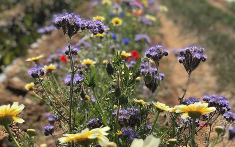 Lee más sobre el artículo Nuestro huerto, nuestro jardín