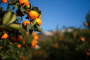 Lee más sobre el artículo Divinas mandarinas