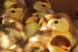 Lee más sobre el artículo Cómo viven los pollos ecológicos