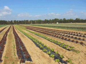 Lee más sobre el artículo Lechuga del huerto de Disfruta y Verdura