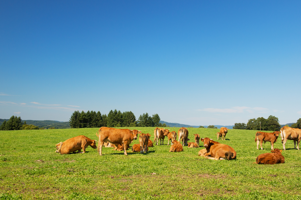 Lee más sobre el artículo Descubre las diferencias entre la carne de ternera ecológica y la convencional