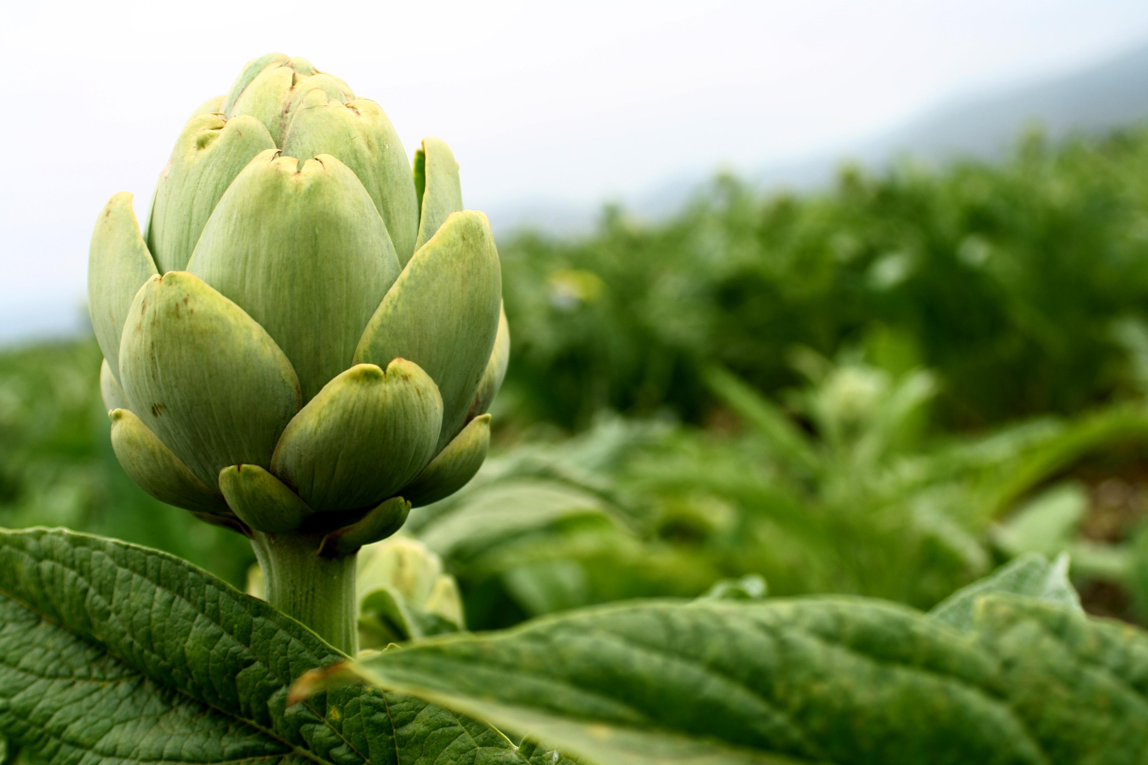 Lee más sobre el artículo Ya tenemos alcachofas ecológicas