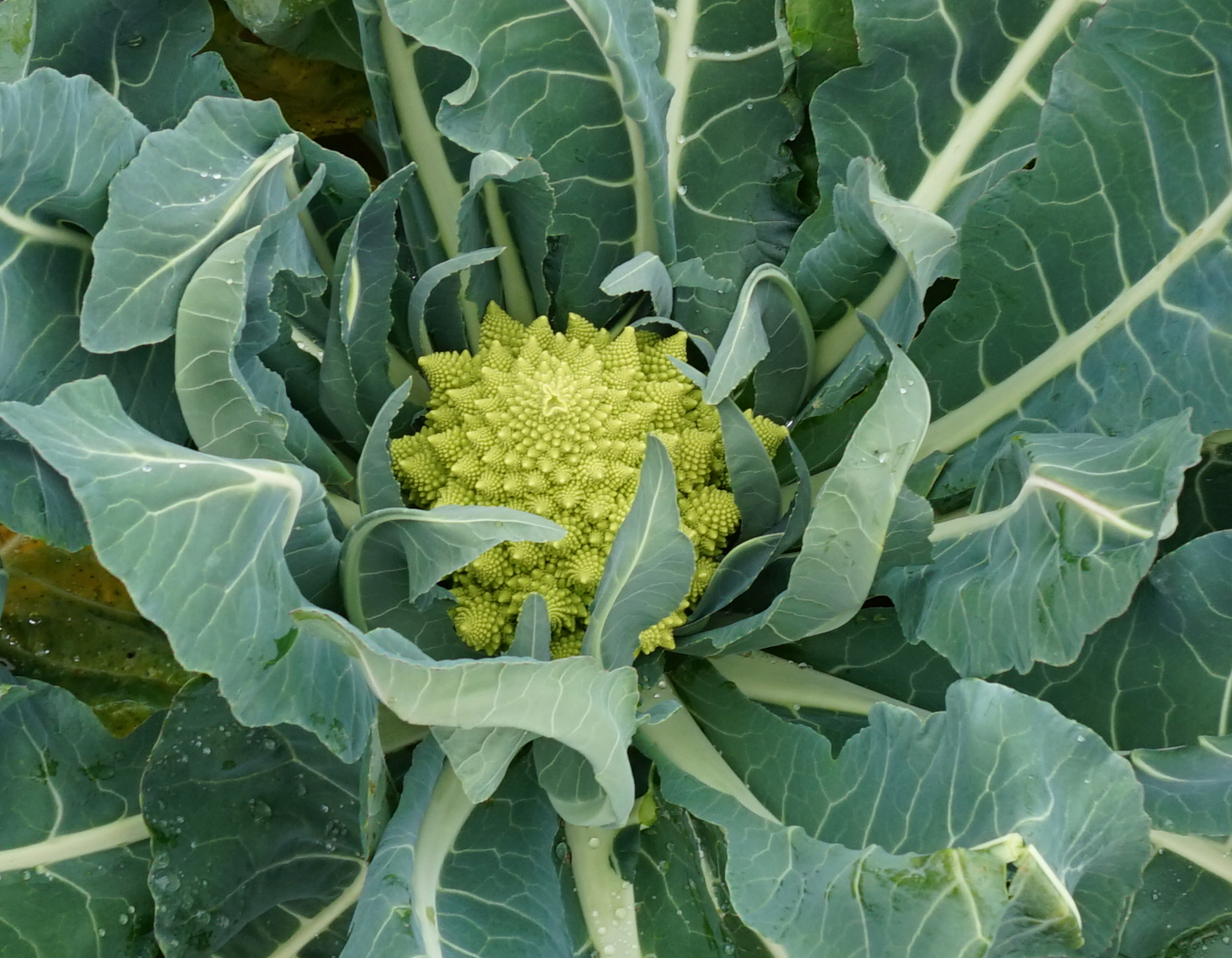 En este momento estás viendo Coles y coliflores de la huerta de Disfruta & Verdura