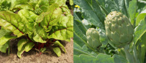 Lee más sobre el artículo Acelgas y alcachofas, productos de la huerta
