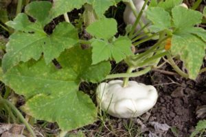 Lee más sobre el artículo Calabaza Patisson, un tesoro de nuestro huerto