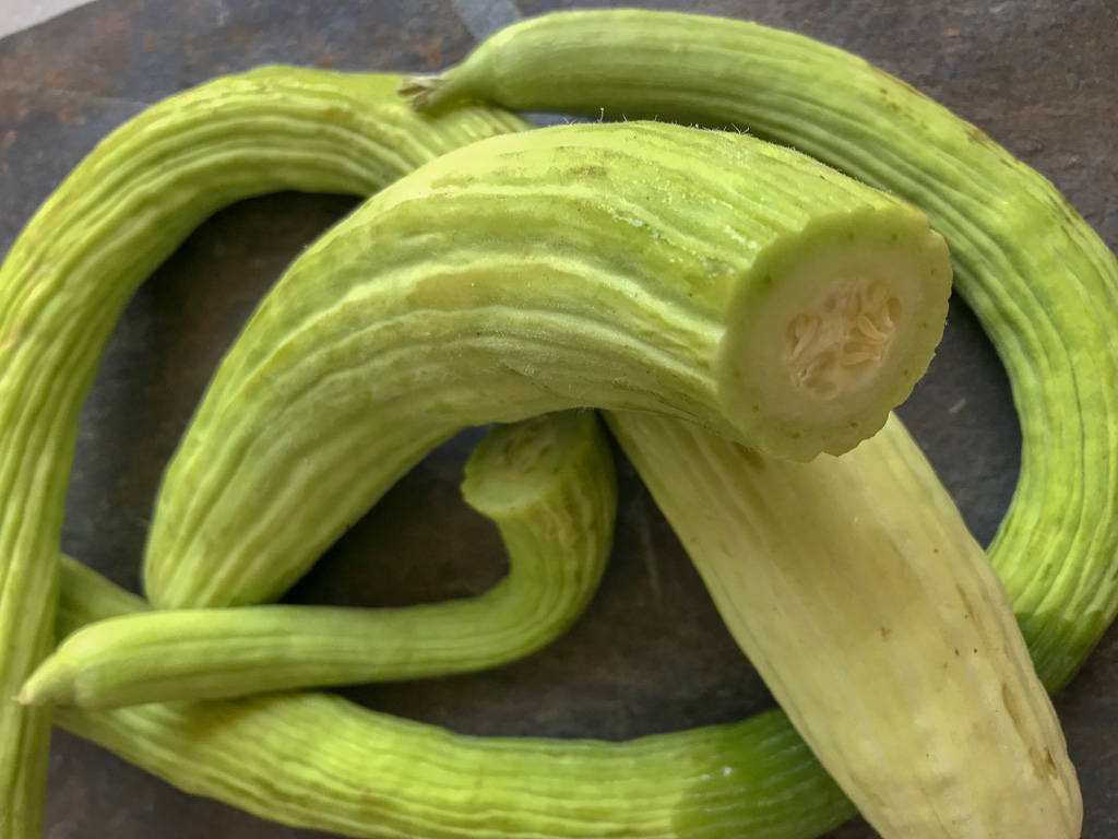 Lee más sobre el artículo Pepino alficoz, una variedad recuperada