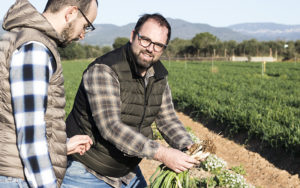 Lee más sobre el artículo Calsots, el triunfo de la cebolla