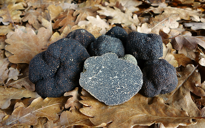 Lee más sobre el artículo La trufa negra, el diamante negro de la cocina