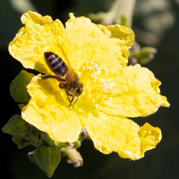 polinizacion-insectos