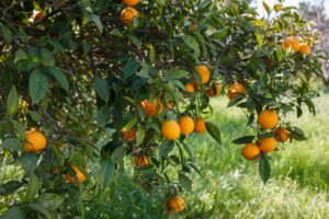 Lee más sobre el artículo Cítricos de temporada, ¿por qué elegir naranjas nacionales?